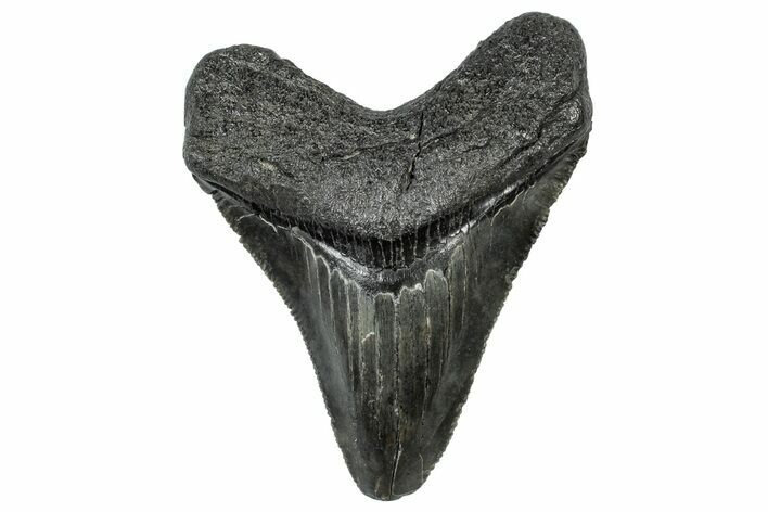 Serrated, Juvenile Megalodon Tooth - South Carolina #302076